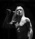 Iggy & The Stooges, Photo By Ian Laidlaw