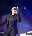 Pitbull: Photo Ros O'Gorman