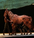War Horse: Photo By Ros O'Gorman