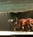 War Horse: Photo By Ros O'Gorman