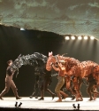 War Horse: Photo By Ros O'Gorman