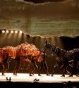 War Horse: Photo By Ros O'Gorman